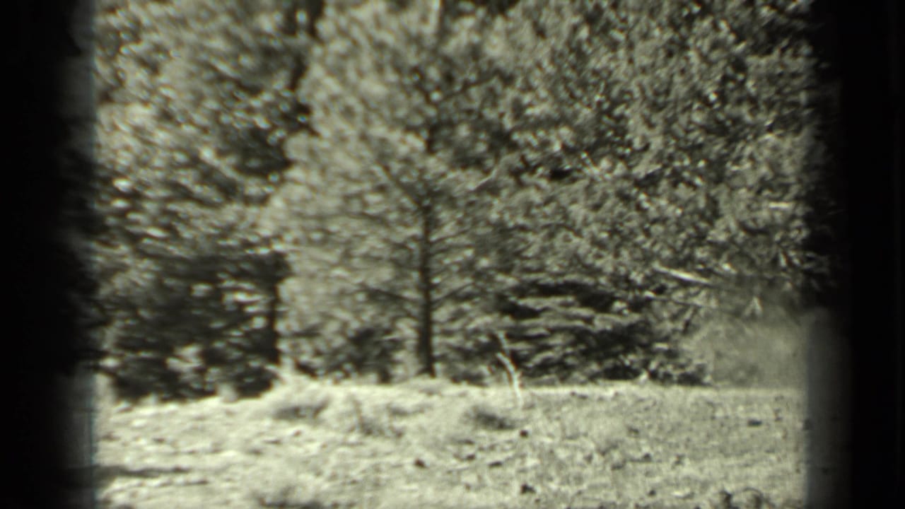Sunlit grassy clearing with conifer trees and dark 8mm frame edges.