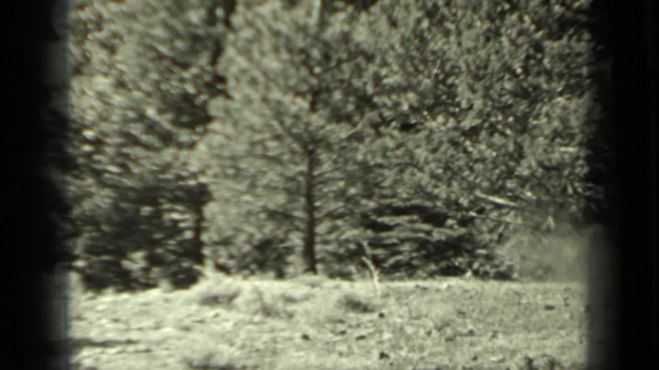 1937 Klamath, California home-movie frame showing bright grass, tall trees, and soft 8mm film borders.