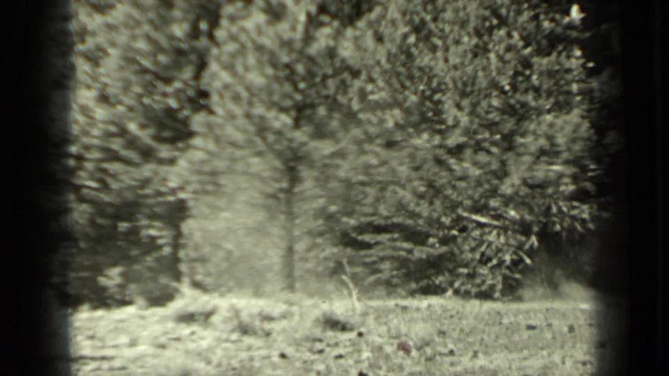 1937 Klamath, California frame of sunlit grass and dense trees, bordered by visible 8mm frame edges.