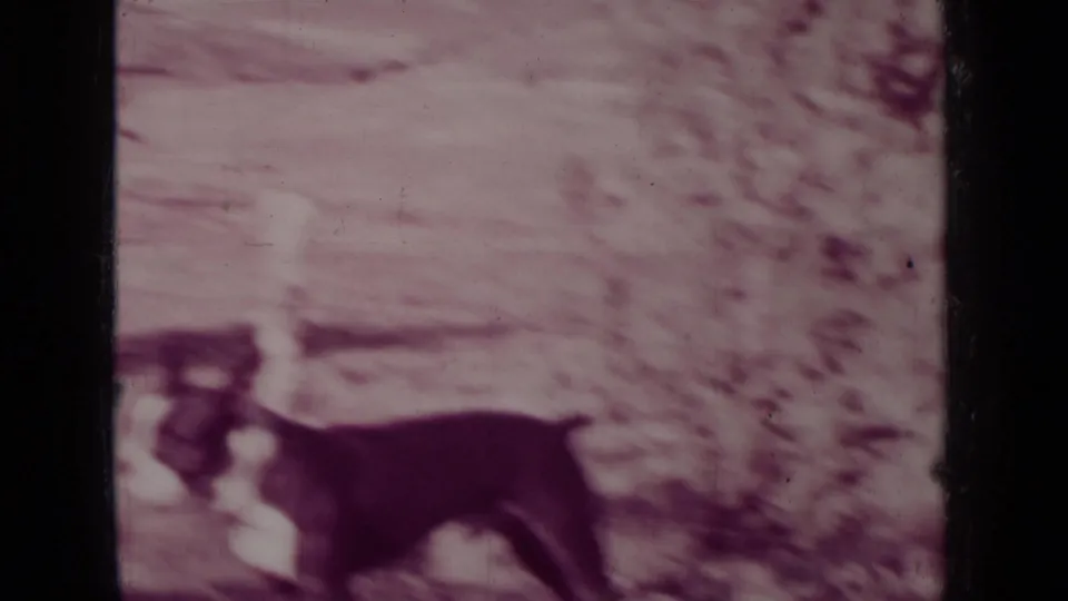 A dark dog stands near the lower edge of a 1937 8mm ranch landscape frame from Medford, Oregon, with soft focus and tinting.