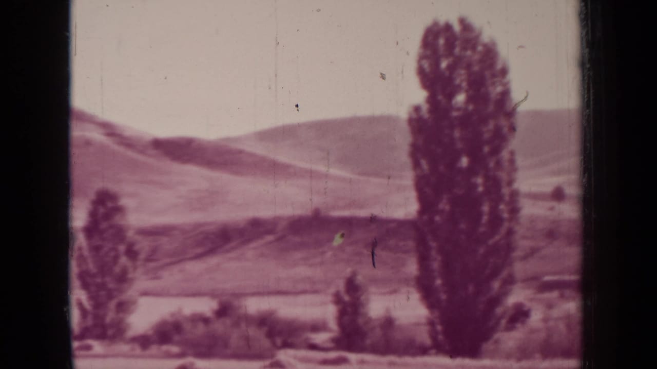 Tall tree and rolling hills beyond a rural field with soft purple 8mm color.