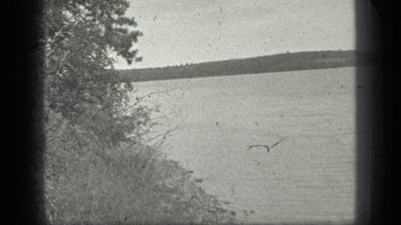 View across a lake from near the shore with trees and brush at the edge.