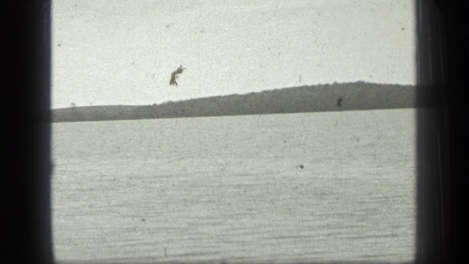 Long Lake, Canada, in a 1939 8mm frame, with calm water, a low tree-lined shore, pale sky, and visible film dust.