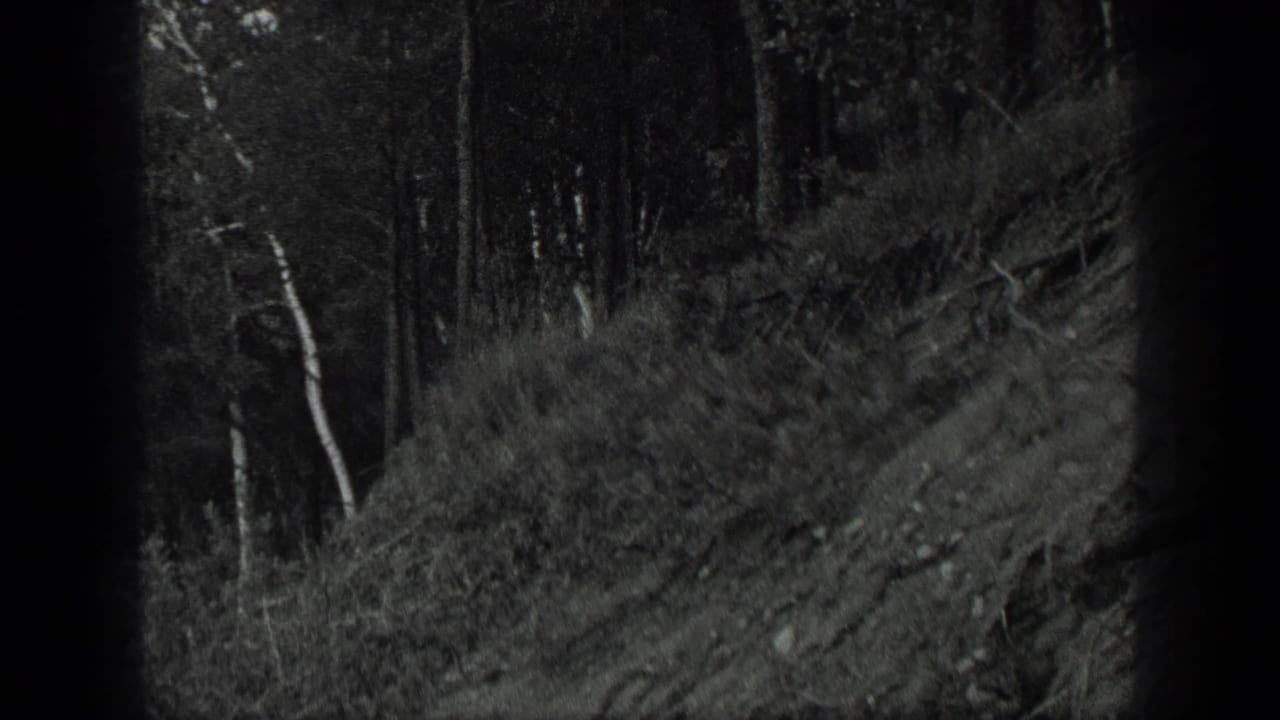 Wooded hillside with birch trunks, brush, and dark frame edges.