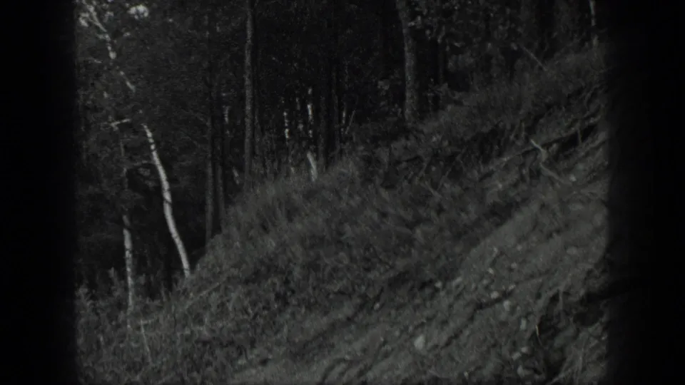 1939 Long Lake, Canada frame of a sloped forest edge with birch trunks, underbrush, and soft 8mm grain.
