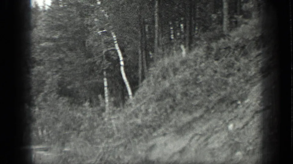 Handheld 1939 Long Lake, Canada frame showing a soft, blurred pass across brush and birch trees on a wooded slope.