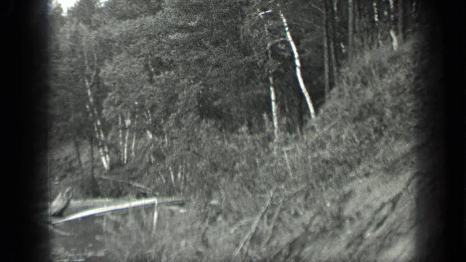 1939 Long Lake, Canada frame showing birch trees, undergrowth, and fallen branches along a sloped wooded shoreline.