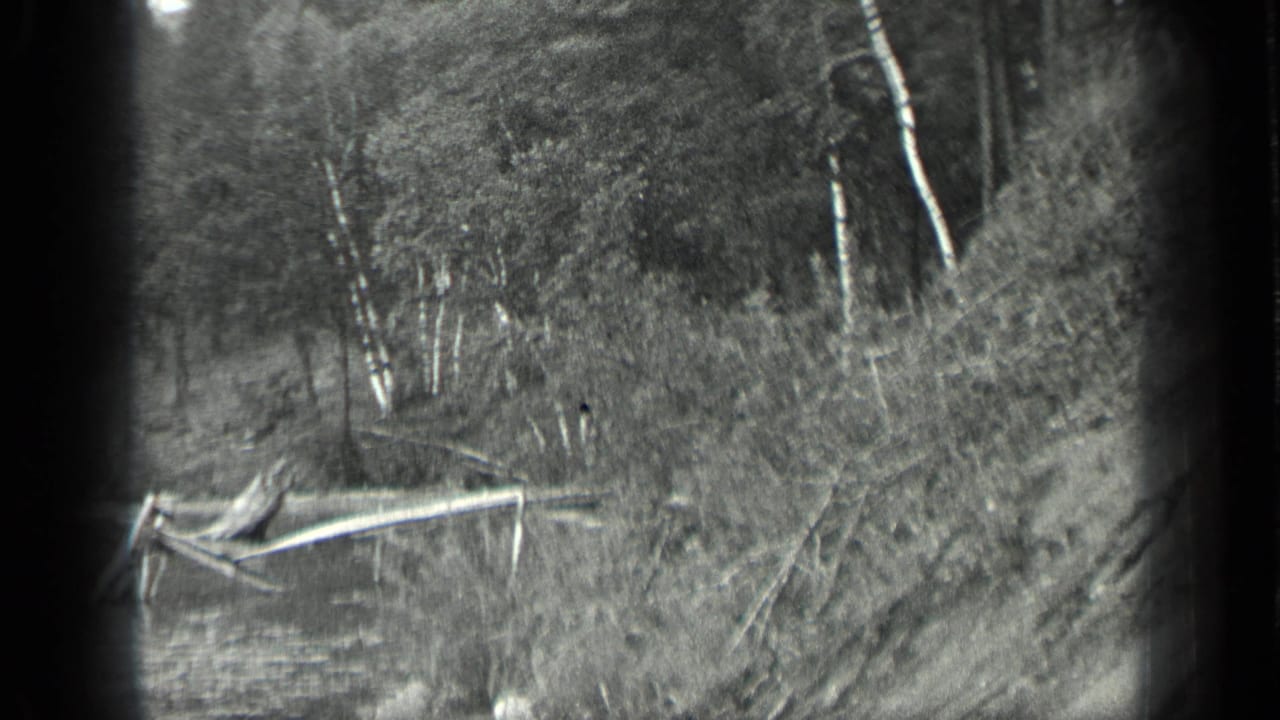 Calm lake edge with fallen logs, birch trees, and dense shoreline woods.