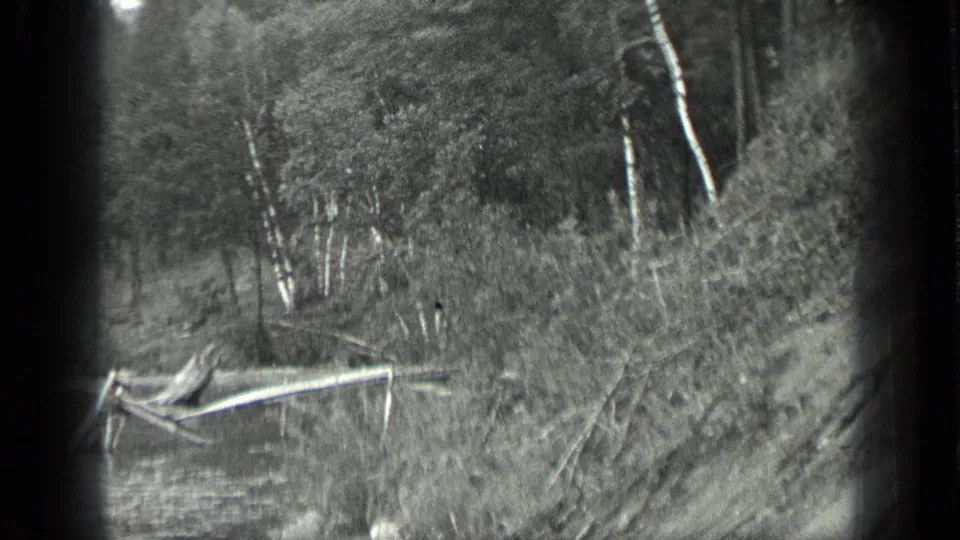 1939 Long Lake, Canada 8mm frame showing still water, fallen shoreline logs, birch trunks, and dense wooded brush.