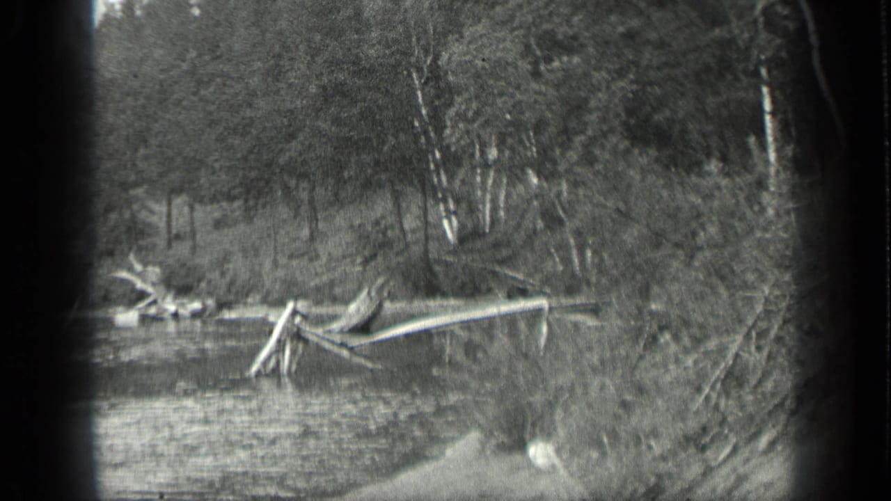 Wooded shoreline across calm water with driftwood and birch trees.
