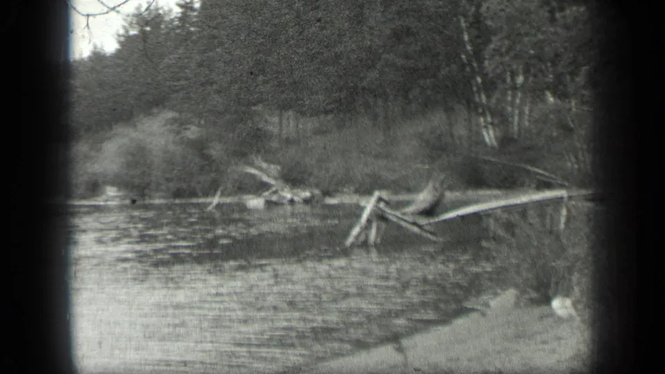1939 Long Lake, Canada frame with rippled lake water in front of driftwood, shrubs, birch trunks, and dark forest.