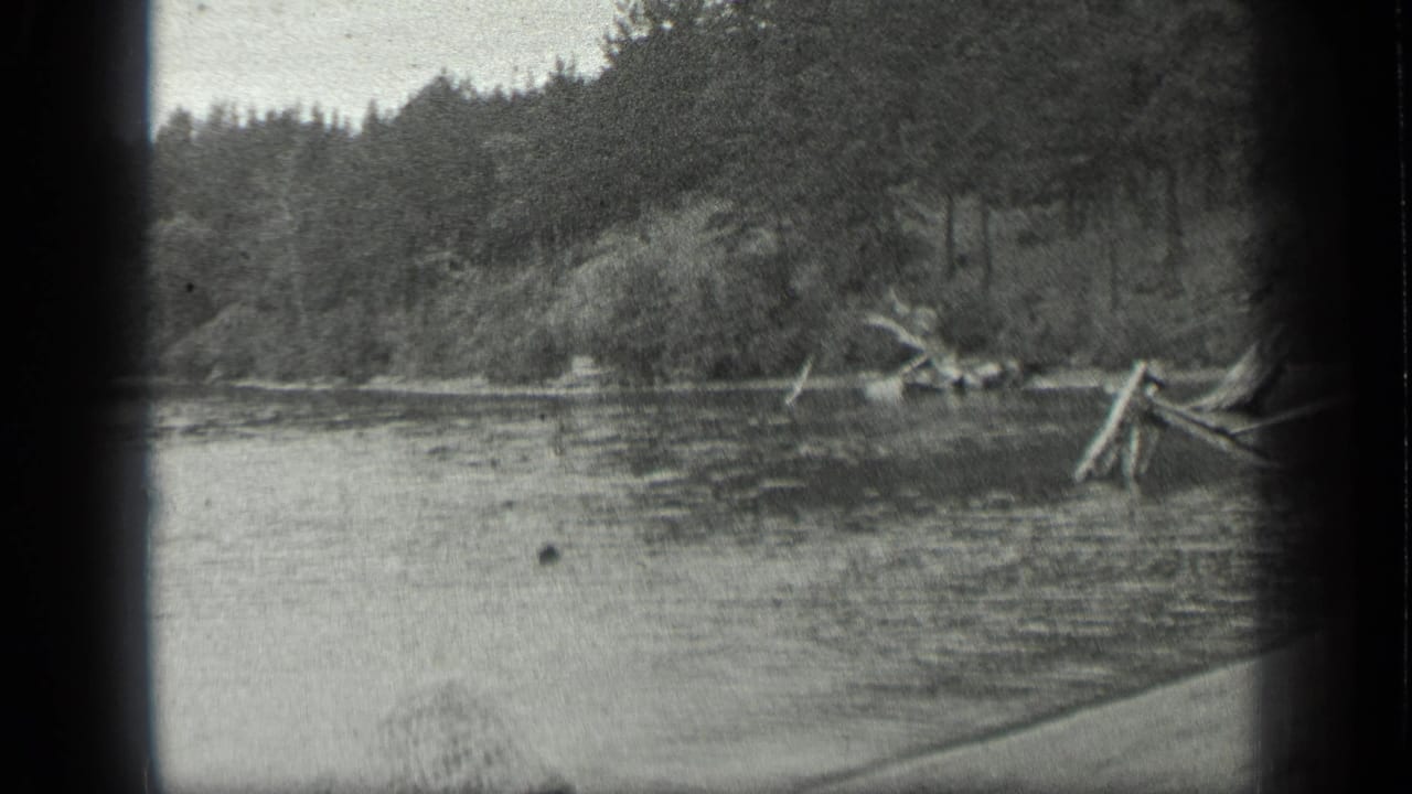 Calm river water with driftwood and a forested shoreline beyond.