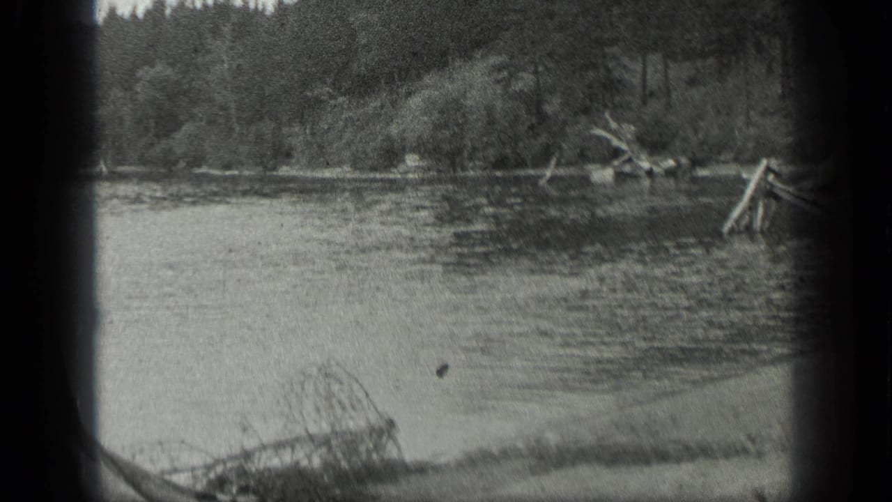 River bend with forested bank, driftwood, and low shoreline brush.
