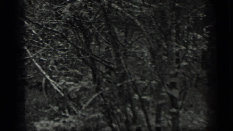 Cutaway to wooded shoreline growth near Long Lake, Canada, in 1939 8mm home-movie footage.