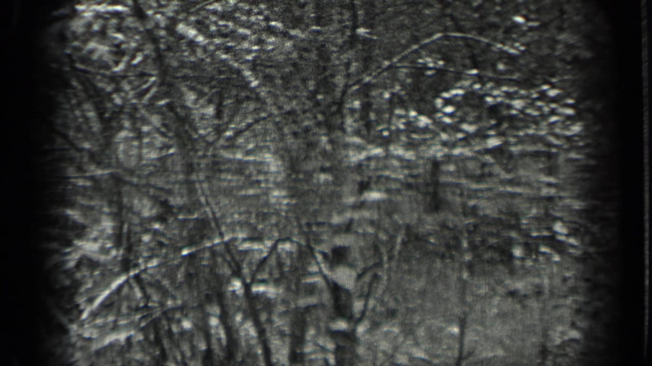 Black-and-white wooded scene with leafy trees and grassy undergrowth.