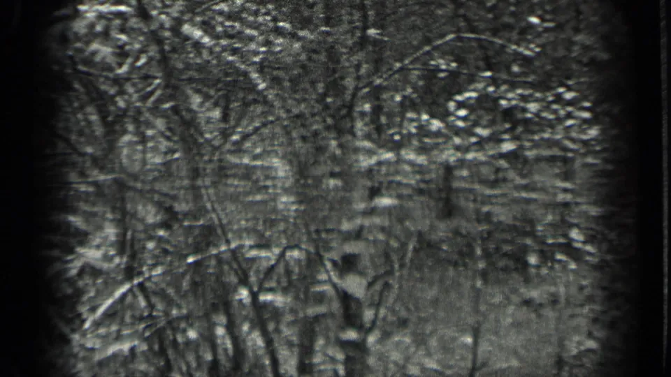 1939 Long Lake, Canada home-movie frame showing dense leafy trees, thin trunks, grass, and sunlit woodland texture.