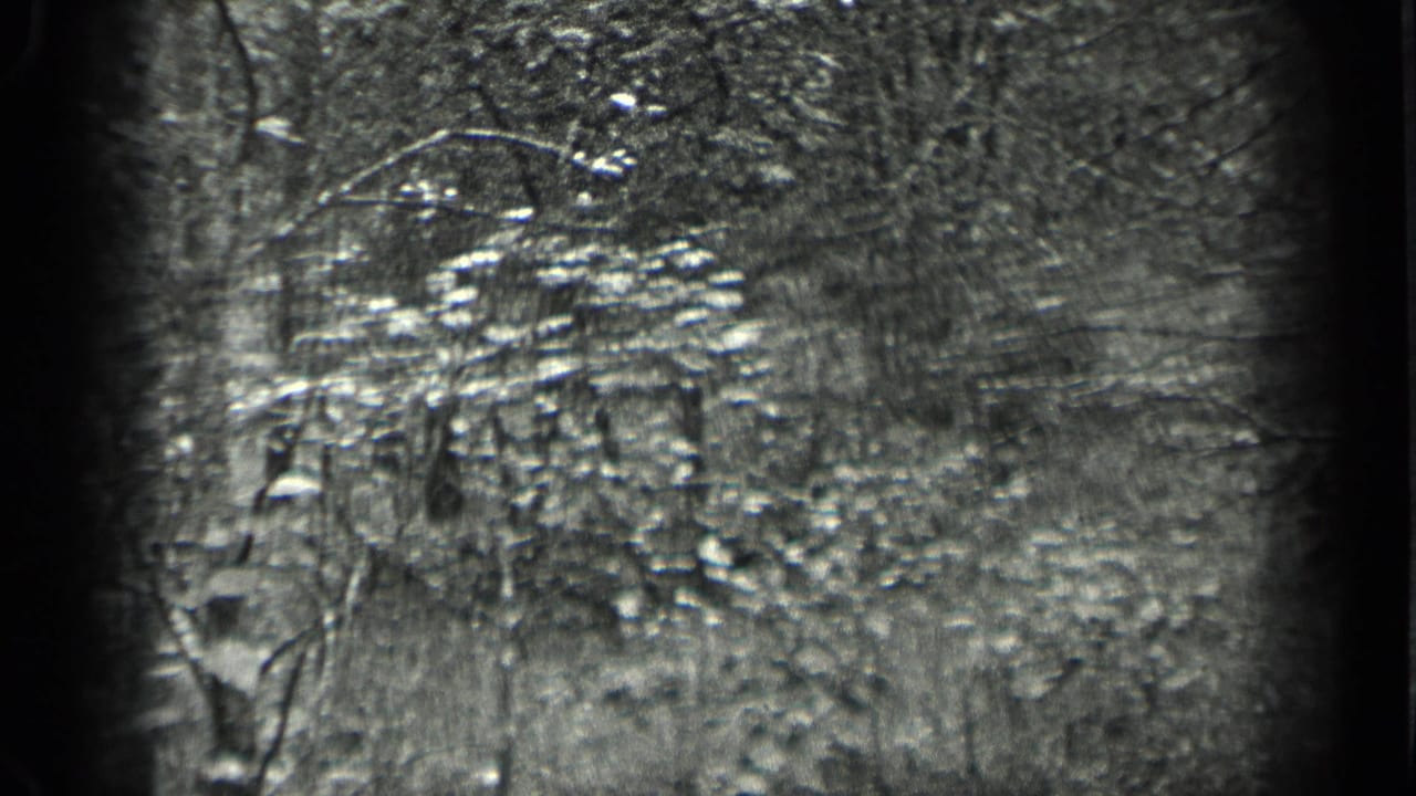 Wooded area with bright leaves, tree trunks, and grass in soft focus.