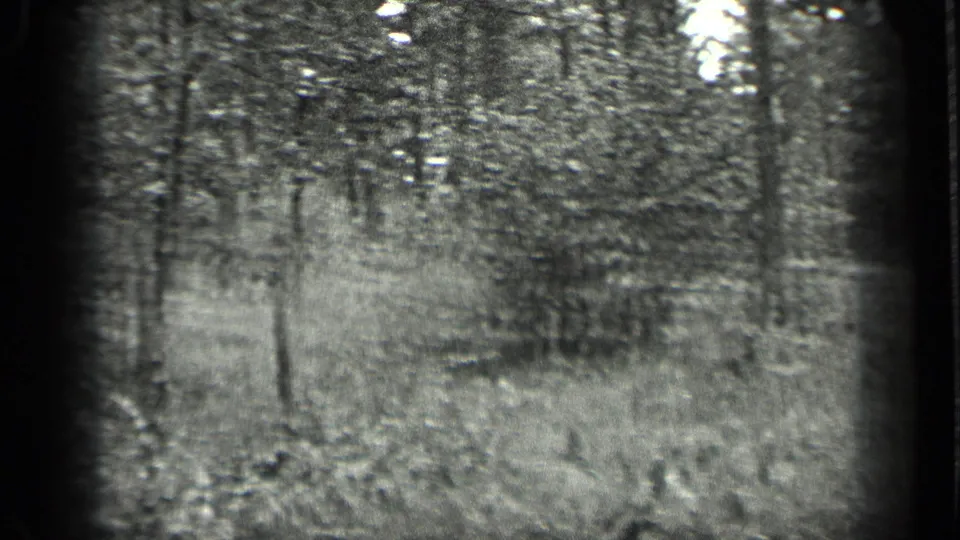 1939 Long Lake, Canada frame showing layered trees and grass, with bright foliage and visible 8mm gate-edge darkness.