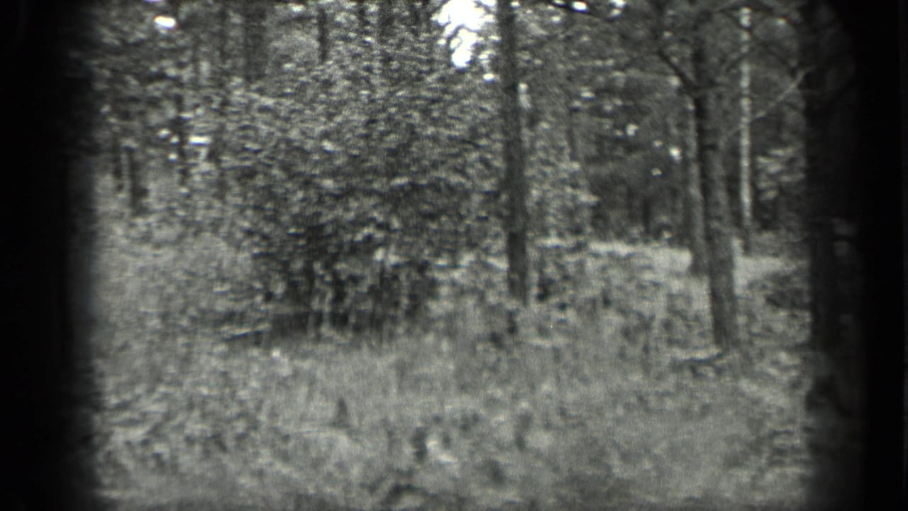 Black-and-white woodland view with tree trunks, grass, and dark 8mm frame edges.