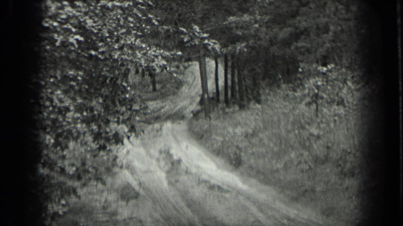 Wooded dirt track curving through trees and brush.