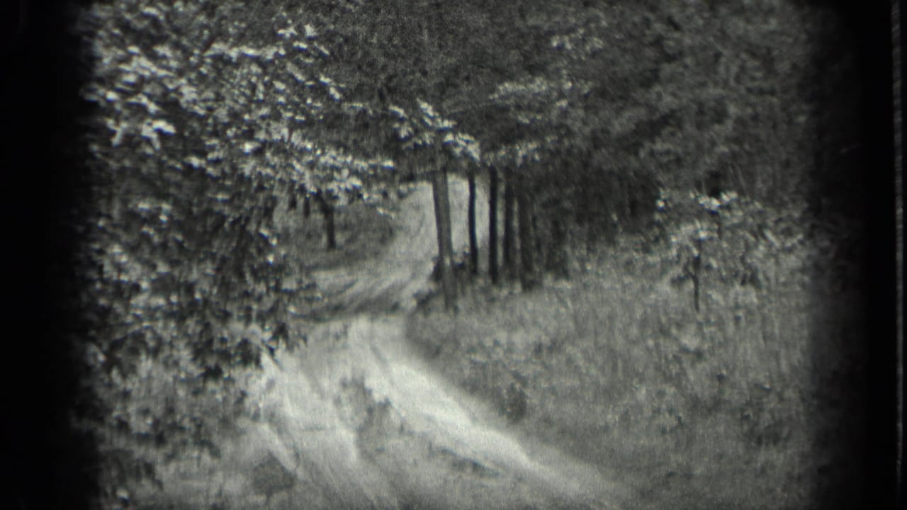 Wooded track with trees, brush, and soft film edges.