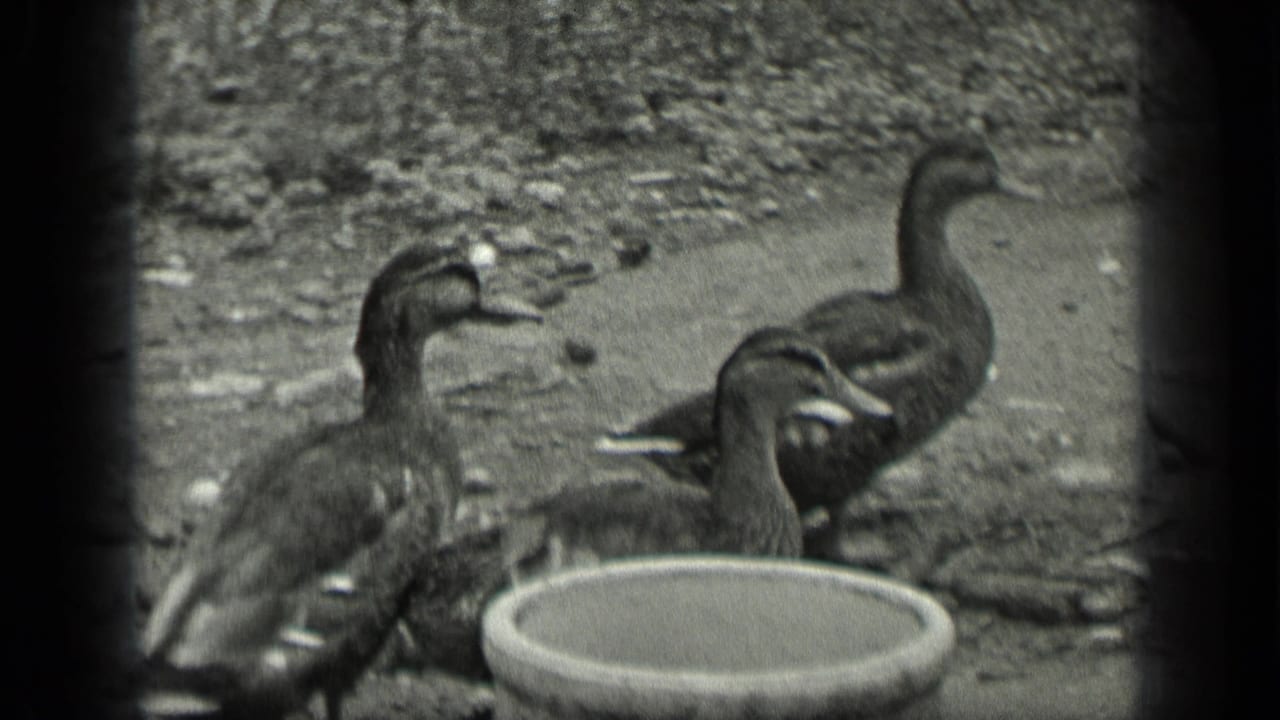 1939 Long Lake home-movie frame showing three dark ducks near a shallow round basin on rough outdoor ground.