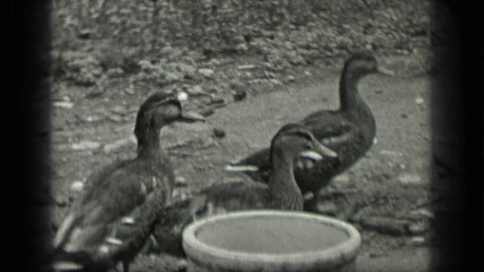 1939 Long Lake home-movie frame showing three dark ducks near a shallow round basin on rough outdoor ground.