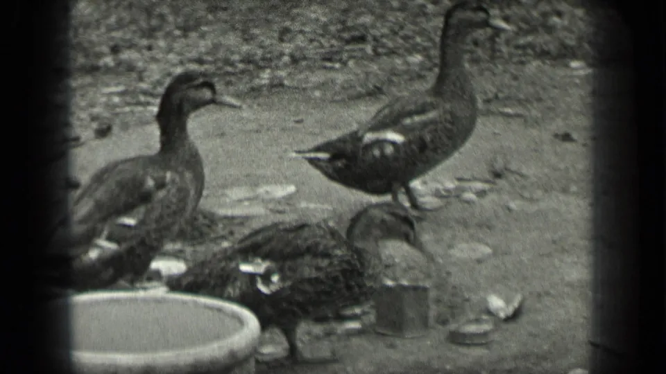 Ducks move around a shallow basin in 1939 Long Lake footage, with one bird partly bent toward the ground.