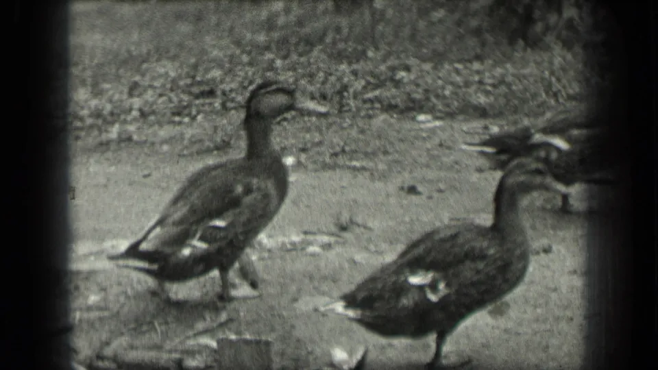 Two ducks cross the rough ground in a 1939 Long Lake home-movie frame, with the basin partly visible at the side.