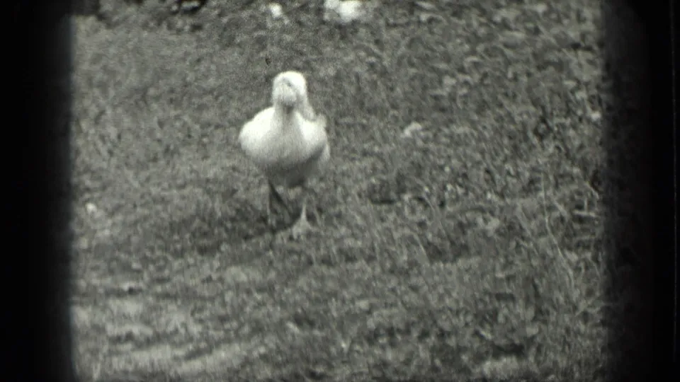 A white duck faces the camera in 1939 Long Lake footage, standing apart on grass and rough ground.