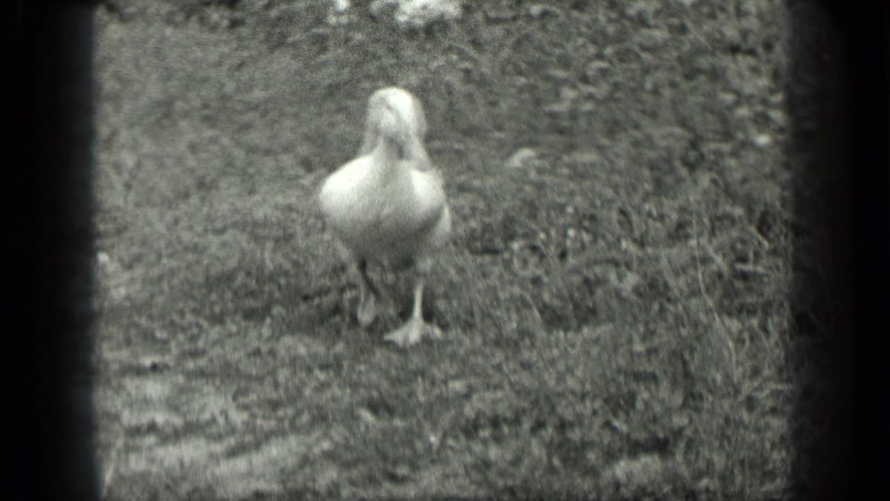 White duck standing on rough grass and bare ground.
