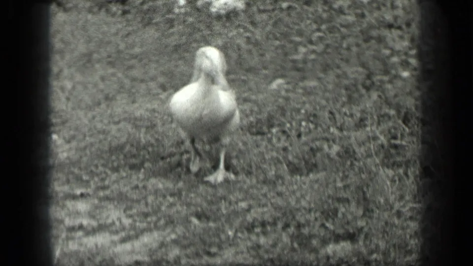 White duck seen from the front on grass and earth in 1939 Long Lake, Canada home-movie footage.