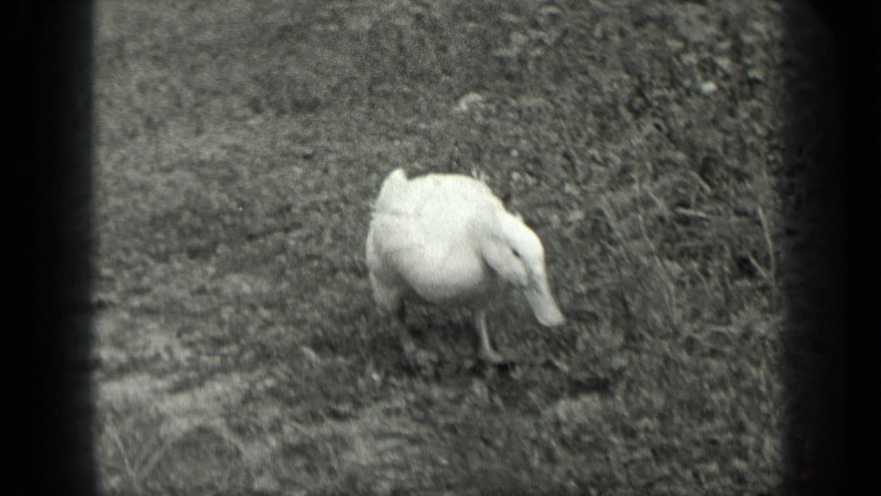 White duck bending toward the ground in a grassy patch.