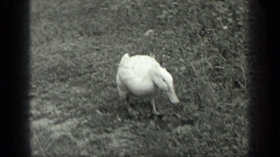 White duck pecks or lowers its head toward the grass in the Long Lake, Canada 8mm home-movie scene.