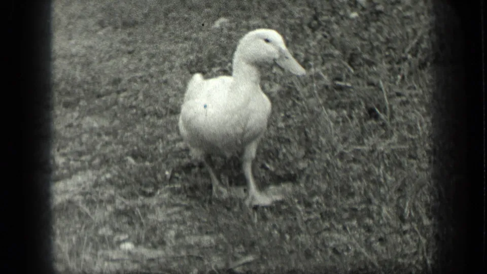 Side view of a white duck standing in grass and dirt, consistent with the 1939 Long Lake home-movie setting.