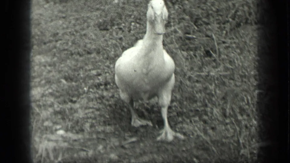 White duck faces the camera on grassy ground in black-and-white 8mm footage from Long Lake, Canada.