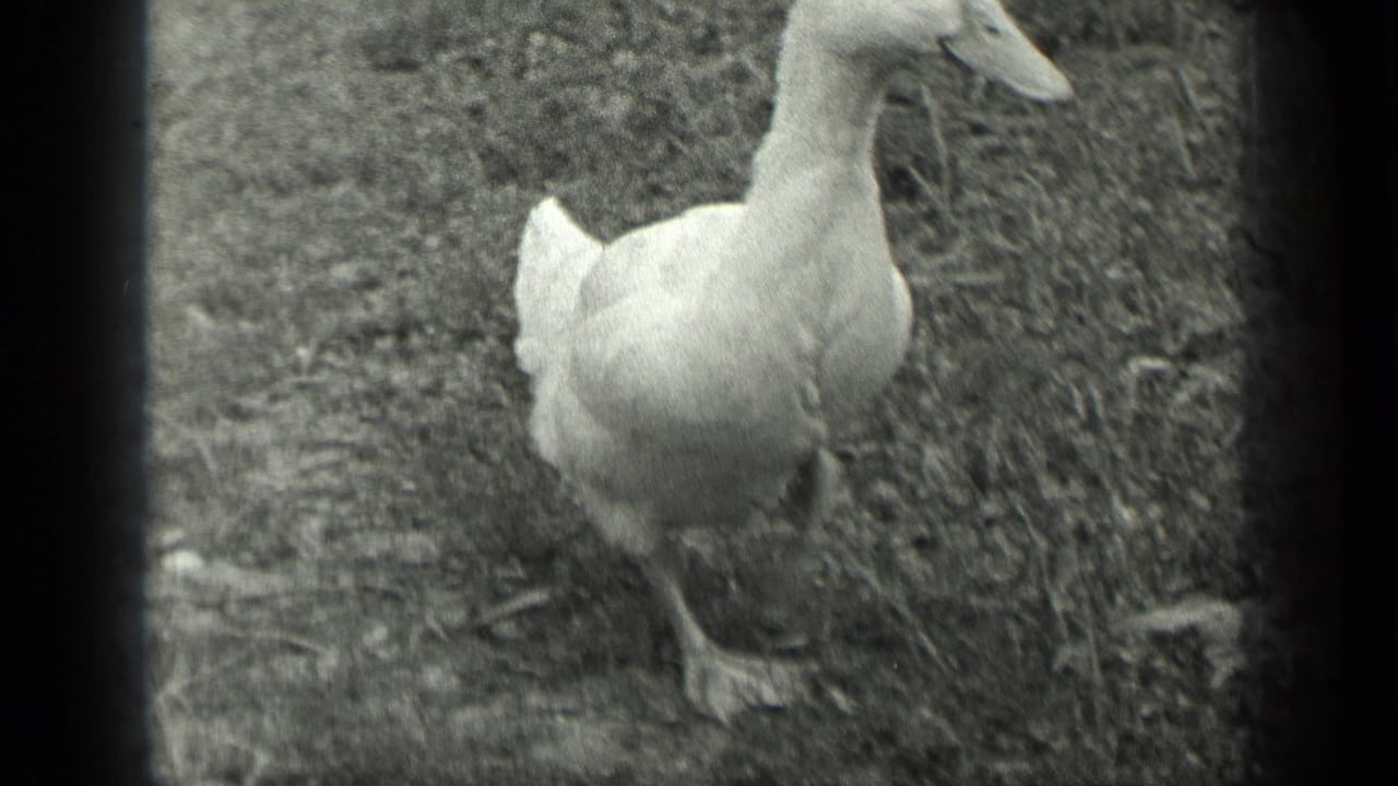 White duck walking on rough grass near the edge of a lake.