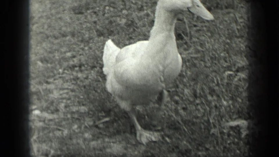 A white duck walks across grassy ground near Long Lake, Canada, in metadata-supported 1939 black-and-white 8mm footage.