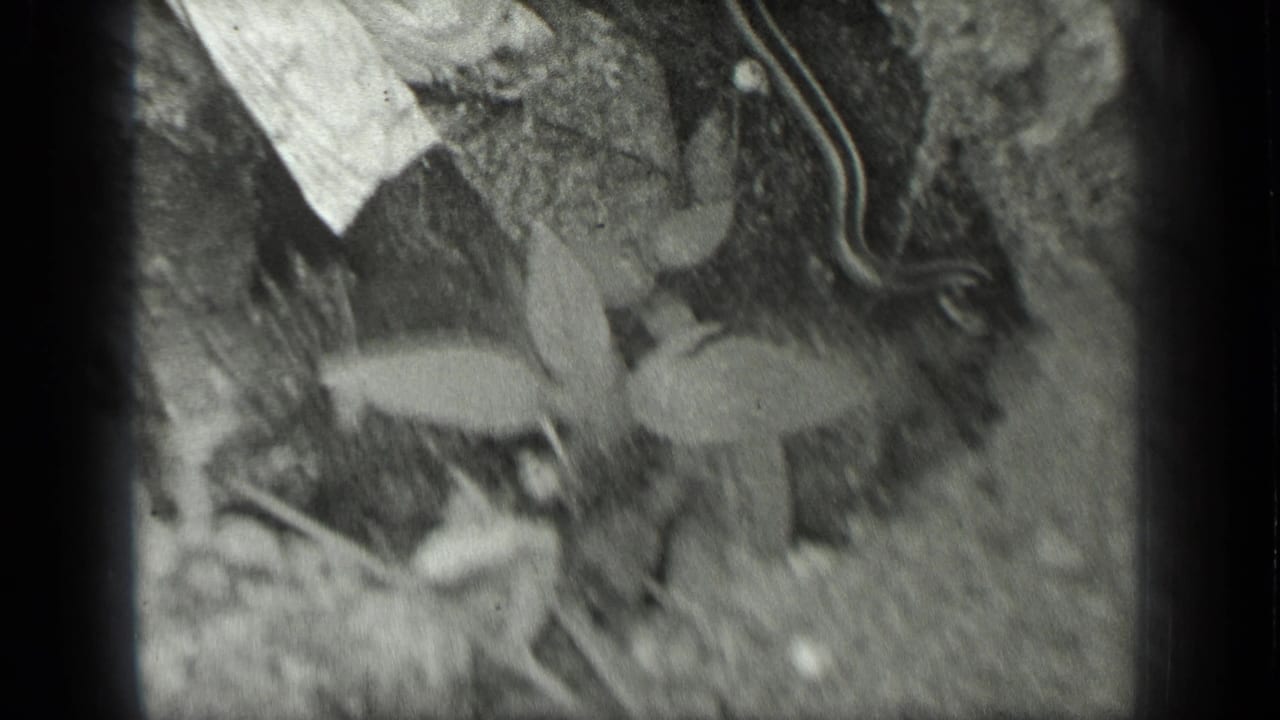 1939 Long Lake home-movie frame showing a snake passing a small plant on soil with leaves and debris.