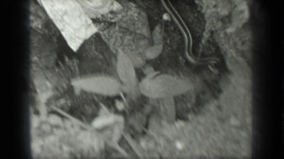1939 Long Lake home-movie frame showing a snake passing a small plant on soil with leaves and debris.
