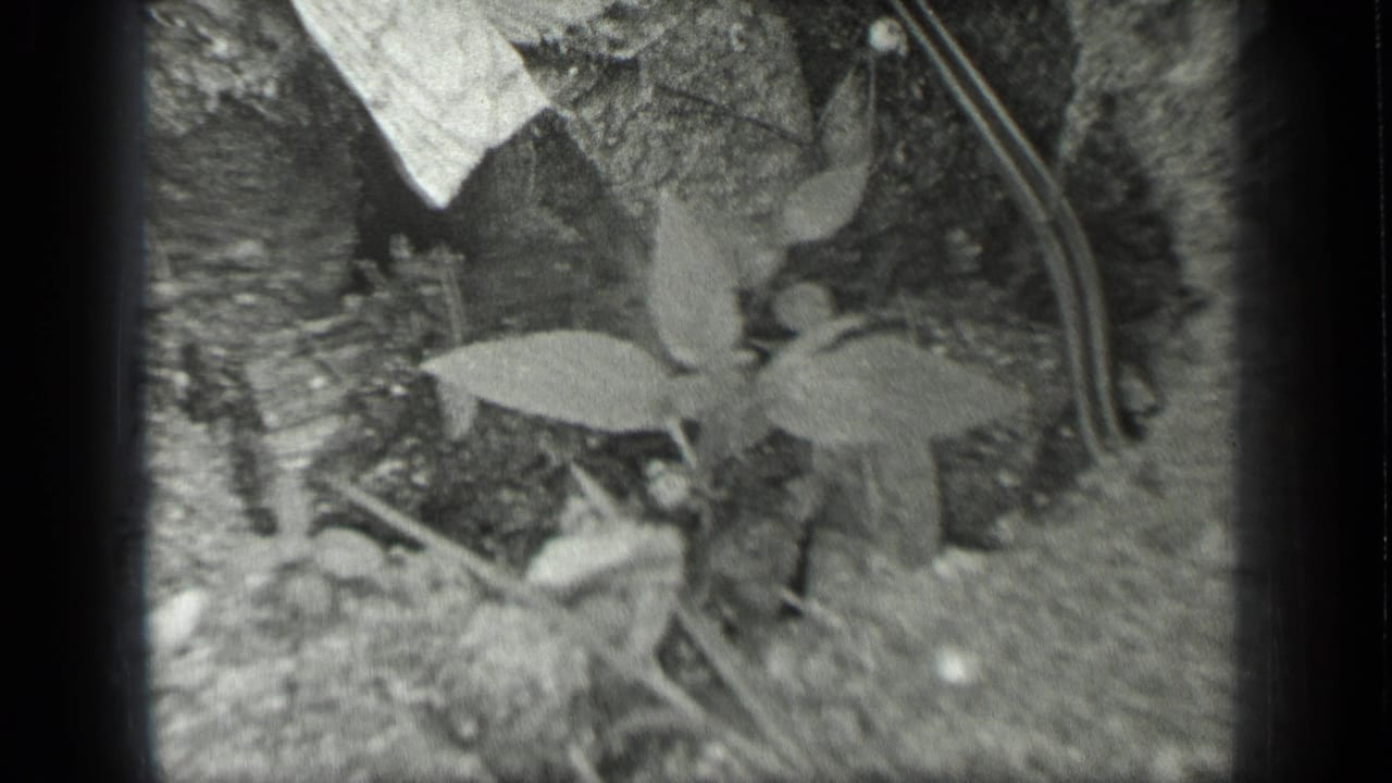 Black-and-white 8mm frame from Long Lake, Canada, with a snake curving past leaves and rough ground texture.