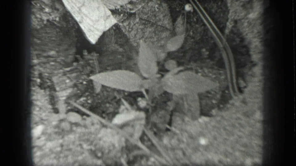Black-and-white 8mm frame from Long Lake, Canada, with a snake curving past leaves and rough ground texture.