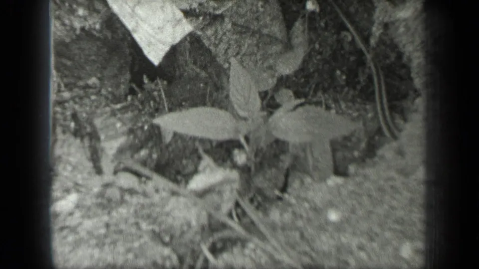 1939 archival home-movie frame showing the snake near a small plant, soil, stones, and scattered natural debris.