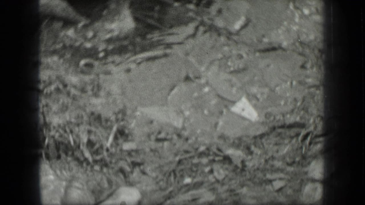 Small snake among rocks, twigs, and leaf litter near a shallow shoreline.
