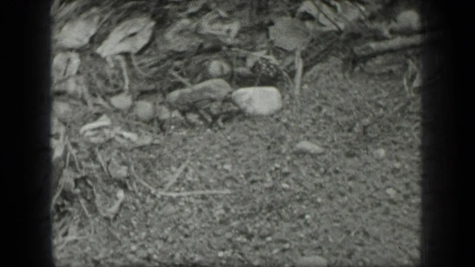1939 Long Lake, Canada frame showing pebbles, leaf litter, and twigs along a shallow rocky shoreline.