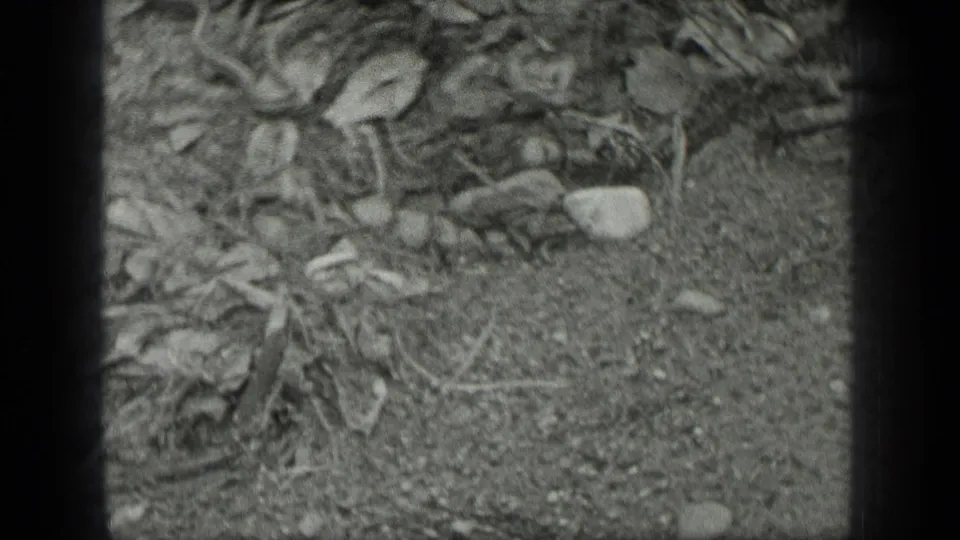 Soft black-and-white 8mm frame from Long Lake, Canada, showing rocks, twigs, and shoreline debris near shallow water.