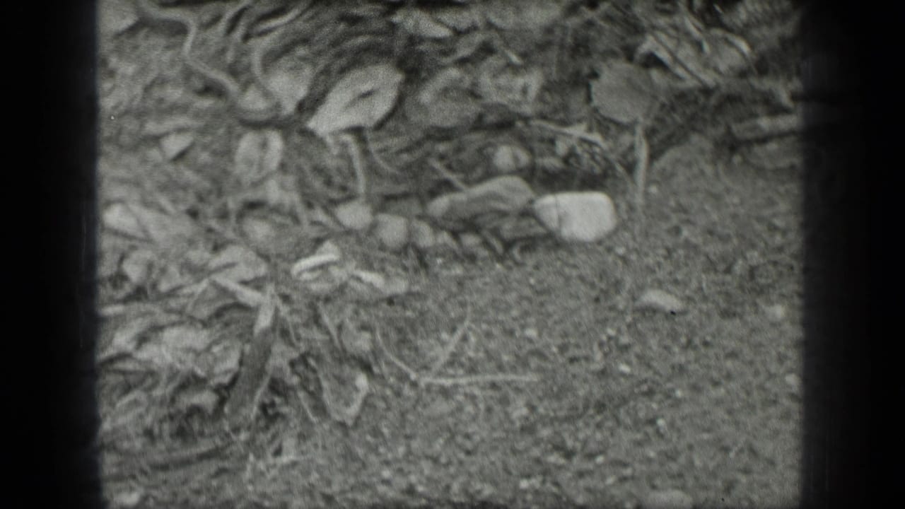 Forest floor with fallen leaves, dirt, small stones, and soft black-and-white 8mm frame edges.