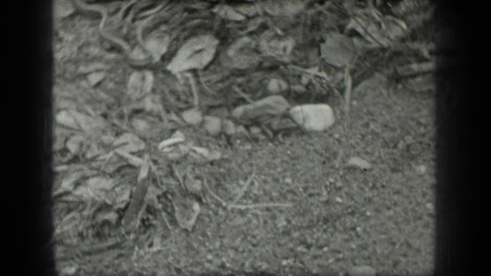 1939 Long Lake, Canada 8mm frame showing leaf litter, dirt, small stones, and plant debris before the snake is clearly visible.