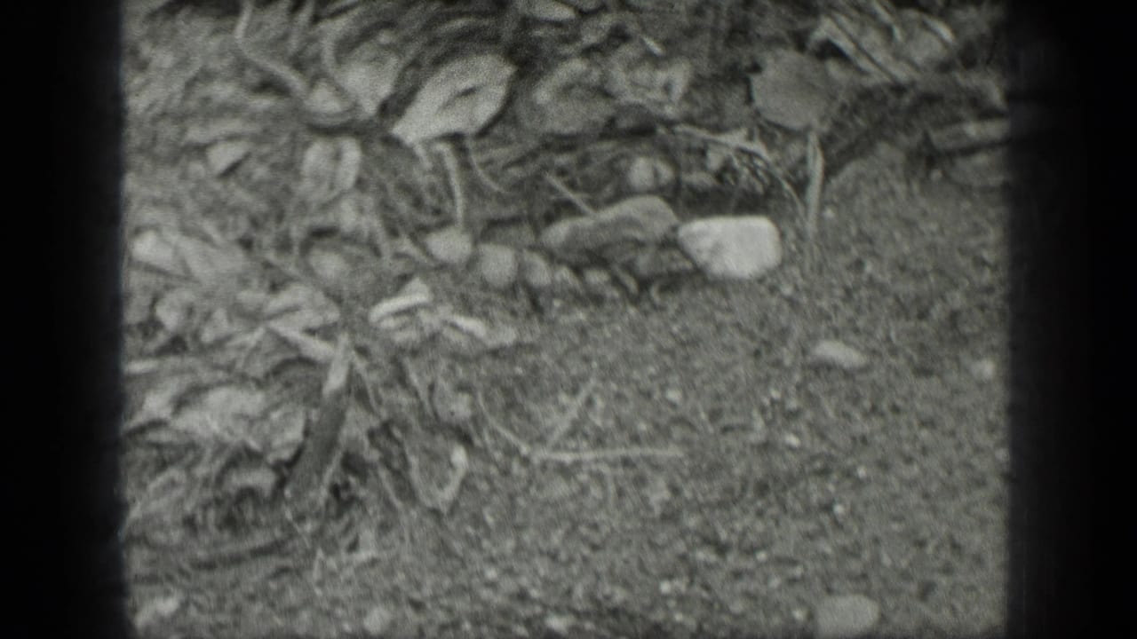 Close view of dirt, leaves, stones, and scattered plant debris on the ground.