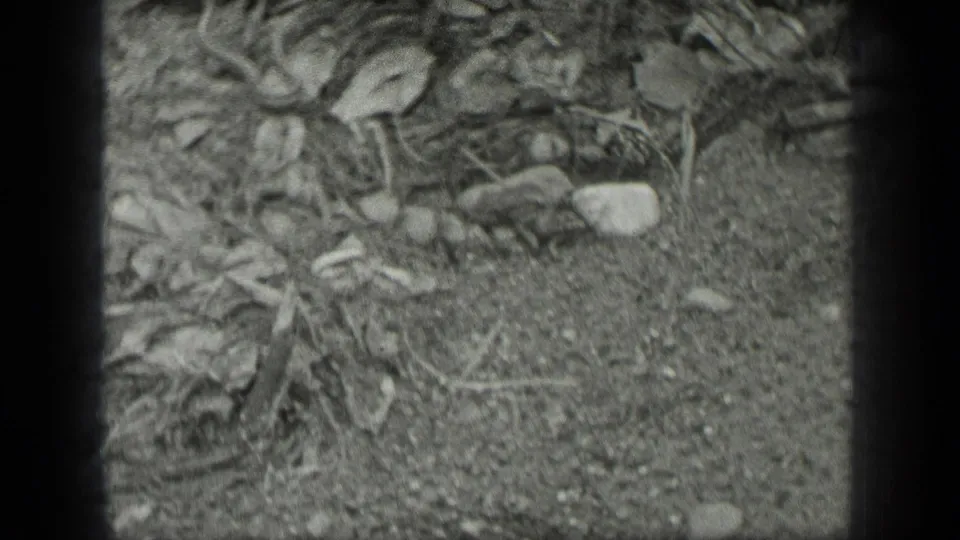 1939 Long Lake, Canada home-movie frame with a close ground view of leaves, stones, dirt, and organic debris.